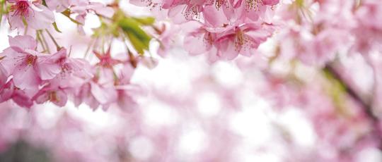 Cherryvale Cherry Blossom Festival coming soon
