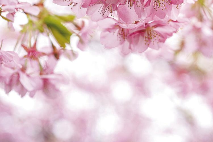 Cherryvale Cherry Blossom Festival coming soon