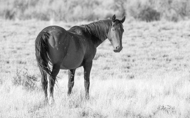 A wild horse roams public land on Sept. 11, 2020, near Eureka, Nevada. (Ellen Schmidt/Las Vegas Review- Journal/TNS)